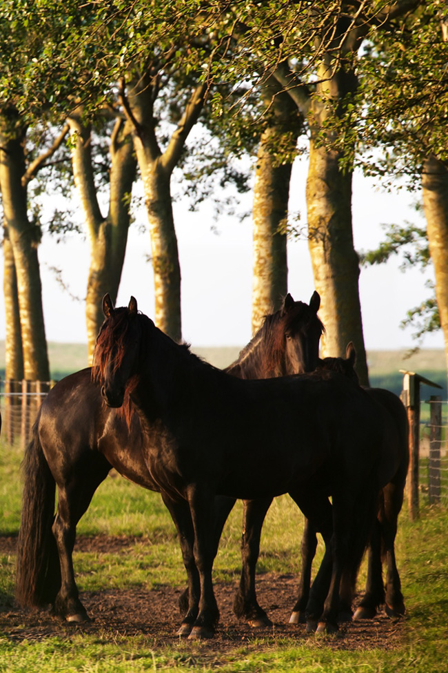 Ontdek de Perfecte Seizoenplaats voor uw Stacaravan of Chalet bij Camping Sudermeer!